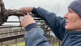 Magasművelésű szőlő metszése 2 20230307  Pruning of high cultured grapes 2 7032023 [upl. by Haram]