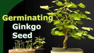 6 ways to germinate ginkgo seeds compared [upl. by Ainotahs]