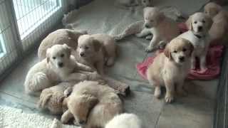 Golden Retriever Welpen  puppies [upl. by Maurene]