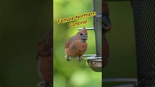 Observe the Charming Female Northern Cardinal at the Bird Feeder cardinal songbird shorts [upl. by Ravilob]