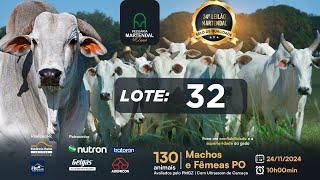 LOTE 32  24º LEILÃO VIRTUAL MARTENDAL  REPRODUTORES E MATRIZES 24112024 [upl. by Tibbetts]