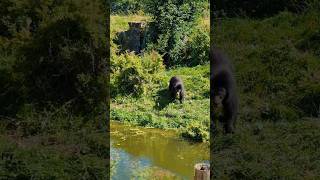 Impressive Andean Bear Roaming the Zoo  Spectacled Bear in Action 🐻 animalkingdom wildlife [upl. by Leisam]