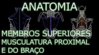 Aula Anatomia  Membros Superiores  Musculatura Proximal e do Braço  Anatomia Humana [upl. by Lekcar]