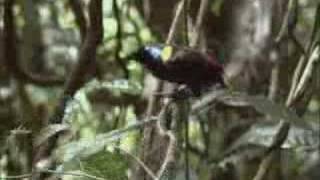 David Attenborough finds the rare exotic Wilsons bird of paradise  BBC wildlife [upl. by Felisha]