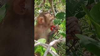 Jenny eats delicious sweets fruit monkey animalhomemonkey6635 mychannel [upl. by Wardlaw618]