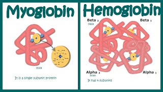 Hemoglobin vs Myoglobin [upl. by Ahsilif]