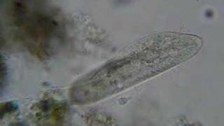 Paramecium [upl. by Fernas]