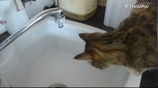 CHAT et ROBINET  CAT and WATER  KATZE und WASSER [upl. by Balough]