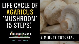 Life Cycle of Agaricus Mushroom agaricus mushroom biologyexams4u [upl. by Niletak803]