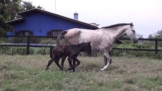 Quantico Aguilar filho de Guardiao HICavalos puro sangue Lusitanos  Coudelaria aguilar [upl. by Pence994]