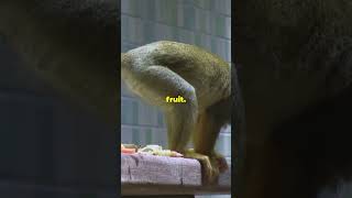 What Do Frugivores Eat Fruit Lovers Explained [upl. by Airetal]