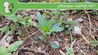 Knotige Braunwurz  Erste Boten  160418 Scrophularia nodosa  WildpflanzenBestimmung [upl. by Edee]