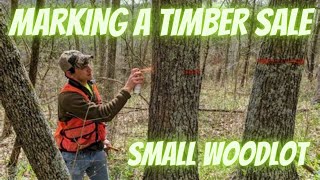 How a Consultant Marks Timber  Small Woodlot Timber Sale [upl. by Aynatahs619]