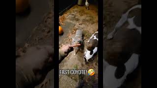 FAST COYOTE🐺🤣 weavethecoyote puppy duckholliday dog cuteanimals food foodie snacks cat [upl. by Heber]