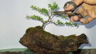 Desmodium penjing bonsai [upl. by Packer765]