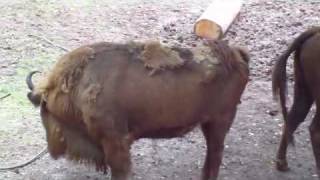 Wisent Schneeeule Alpensteinbock Tiergarten Nuernberg [upl. by Einafit]