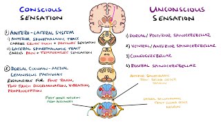 Spinothalamic Tract and Dorsal Column Medial Lemniscus Pathway  Ascending Tracts of the Spinal Cord [upl. by Ycinuq903]