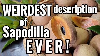 Weirdest Description of Sapodilla EVER [upl. by Teemus542]