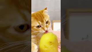 Cats of happy and excited 😍😂 cat catlovers funny petlovers usa funnyvideo cute catlover [upl. by Parrie]