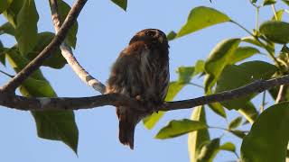 Tecolote Bajeño Glaucidium brasilianum [upl. by Stefa283]