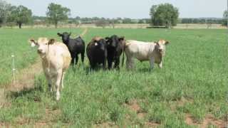 Grazing Potential on Switchgrass  Developing a Sustainable Biomass Production System [upl. by Alacim]