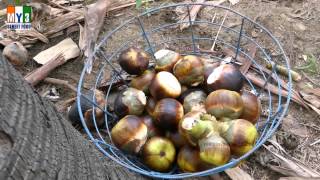 Borassus flabellifer  Taati Munjalu  Palm Fruit  street food [upl. by Aruasi430]