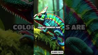 The True Reasons Chameleons Change Color facts dailyfacts chameleon [upl. by Eilzel]