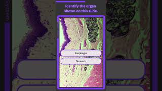 Histology Digestive System Q1 [upl. by Aisital]