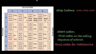 The Genetic Code how to translate mRNA [upl. by Ortiz]