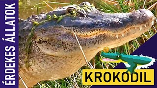 KROKODIL  Állatok gyerekeknek  Ismeretterjesztő  Természetfilm  Magyar szókincs bővítése [upl. by Petersen]