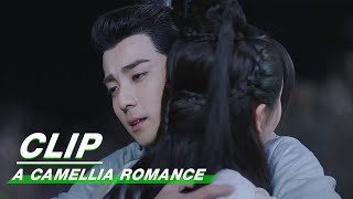 Clip Zhou Is Back  A Camellia Romance EP23  许纯纯的茶花运  iQiyi [upl. by Ellesij]