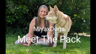 MIYAXDOGS ¦ Meet the pack  Rogue [upl. by Irrep]