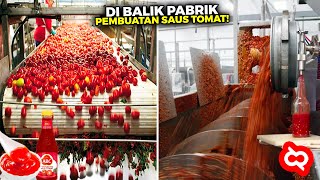 Sering Dikonsumsi Tapi Gak Tau Cara Olahnya Begini Proses Pabrik Dari Bibit Sampai Jadi Saus Tomat [upl. by Novoj]