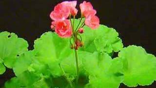 Time Lapse Blooming of a Geranium [upl. by Swen]