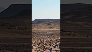 Sandgrouse hunting hunting viralvideo birds [upl. by Amaris]