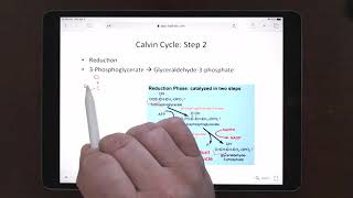 Biochemistry  Ch 20  Calvin Cycle  Pentose Phosphate  Berg [upl. by Ara913]