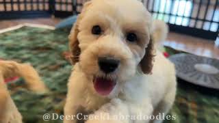 Available Labradoodle Puppies at Deer Creek [upl. by Nelag652]