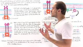 EGF Signal Transduction Pathway [upl. by Eiduam]