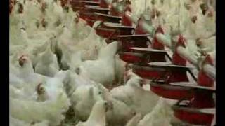 The Hatching Egg Industry  Part 2 [upl. by Orly]