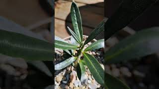 Pachypodium succulentum 🌱 pachypodium succulent fromseed caudexplants garden greenhouse plant [upl. by Turne629]