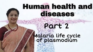 NEET CLASS12 HUMAN HEALTH AND DISEASES PART2 MALARIA LIFE CYCLE OF PLASMODIUM [upl. by Stannwood]