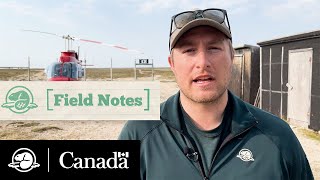 The Candid Caribou Project  Field Notes Vlog  Parks Canada [upl. by Oidacra]