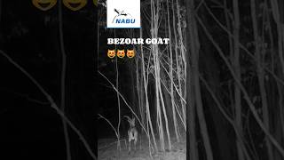 😻 Bezoar Goat nabuarmenia [upl. by Niryt]