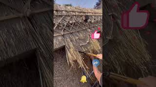 The process of making a thatched roof [upl. by Whallon56]