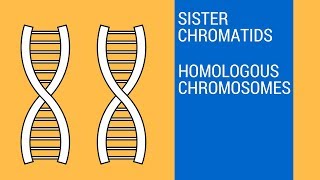 Sister chromatids and Homologous Chromosomes [upl. by Ycul34]