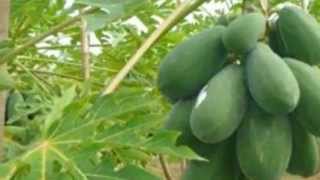 Do You Know Papaya Tree flower Fruit and Seed [upl. by Fausta174]