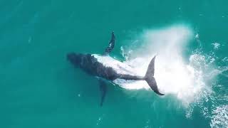 Whale  Impressive Splashes on North Stradbroke Island [upl. by Anneyehc]