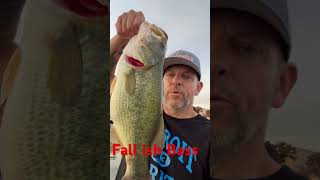 Fall Bass bass freshwaterfish largemouthbass fish giantbass smallmouth [upl. by Arahat821]