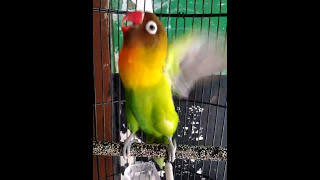 Pemancing lovebird biar cepet ngekek [upl. by Raseta]