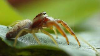 Macro Video of a Hentzia Jumping Spider [upl. by Virgy]